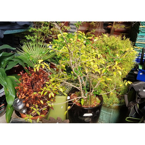15 - 7 potted plants, 6 in glazed pots to include palm, pine, pieris parviflora, Korean fir etc