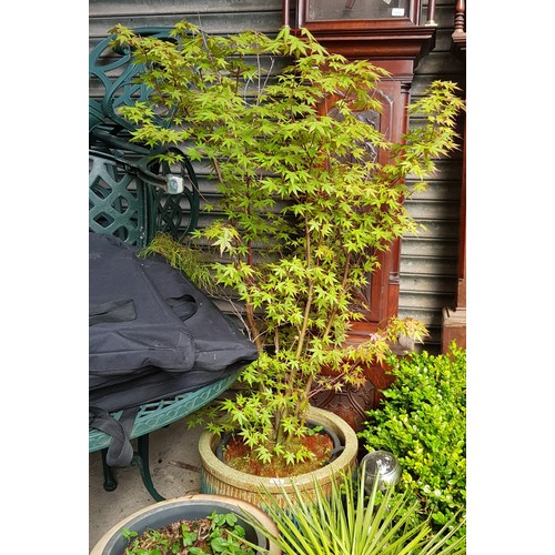12 - Japanese maple plant (Acer Palmatum) - in a pot within a glazed pot. Height appx 155cm