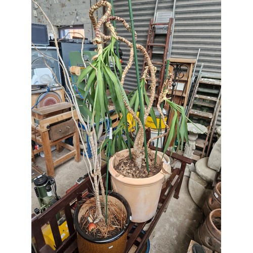 26 - A Yucca plant (alive), one Yucca plant (appears dead but....), tall metal candle holder, and a circu... 