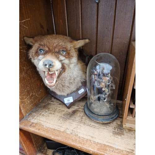 50 - A taxidermy Foxes head mounted and an antique glass dome on a wood base with a distressed display of... 