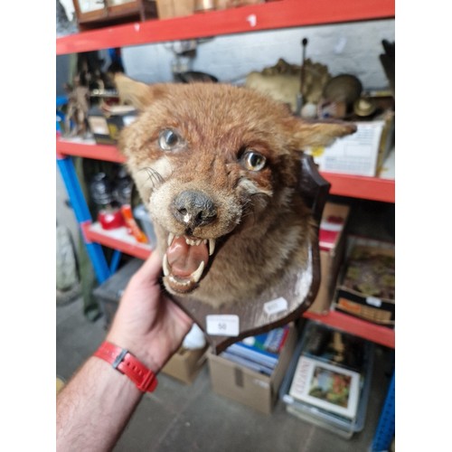 50 - A taxidermy Foxes head mounted and an antique glass dome on a wood base with a distressed display of... 