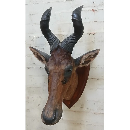 127 - A taxidermy Hartebeest Antelope (Alcelaphus Buselaphus) head, mounted on oak shield back, depth 52cm... 