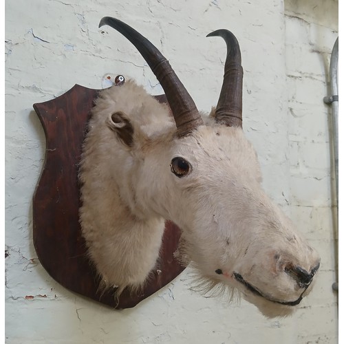 129 - A taxidermy mountain goat head, mounted on shield back, depth 42cm.