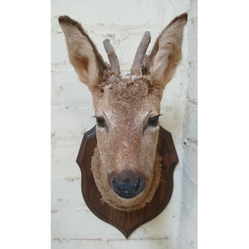 125 - A taxidermy deer's head mounted on shield, depth 30cm, length 51cm.