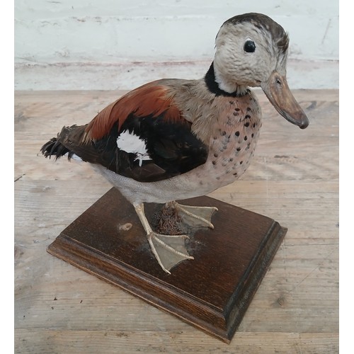 124 - A taxidermy ringed teal, mounted on oak base.