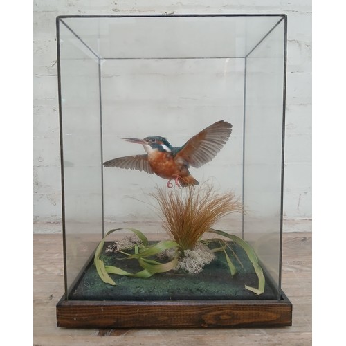 120 - A taxidermy European Kingfisher (Alcedo Atthis), in glass display case, naturalistically modelled ta... 