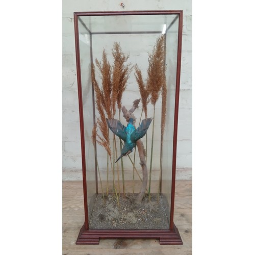 118 - A taxidermy European Kingfisher (Alcedo Atthis), in glass display case, naturalistically modelled in... 