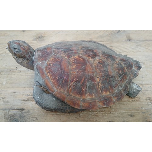 122 - A taxidermy green turtle (Chelonia Mydas), early 20th century, full mount young adult with head rais... 