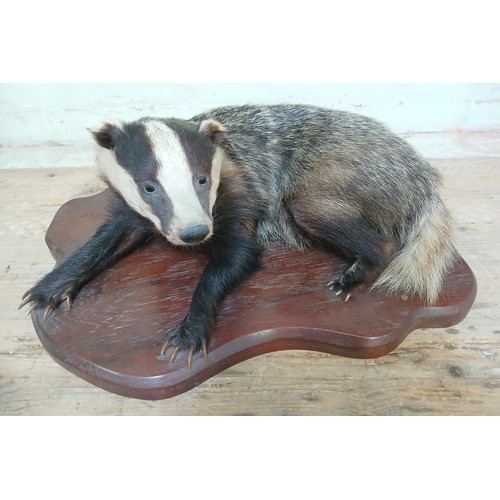 123 - A taxidermy badger (Meles Meles), naturalistically modelled in recumbent position looking forwards, ... 