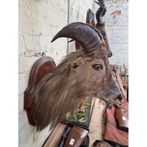 128 - A taxidermy Himilayan thar (Hemitragus jemlahicus), head mounted on oak shield back, label to verso ... 