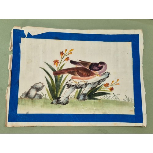 561 - A group of four Chinese pith paintings, 19th century, 17cm x 20cm each.