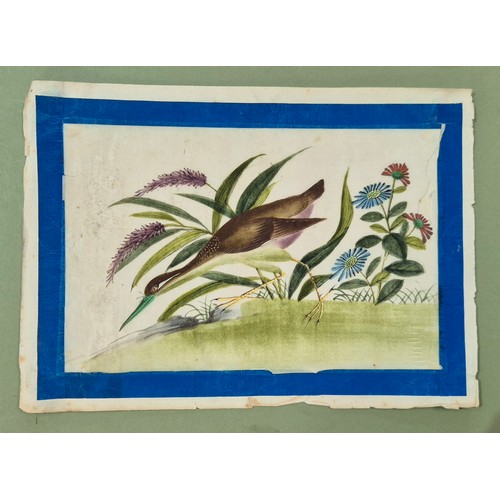 561 - A group of four Chinese pith paintings, 19th century, 17cm x 20cm each.