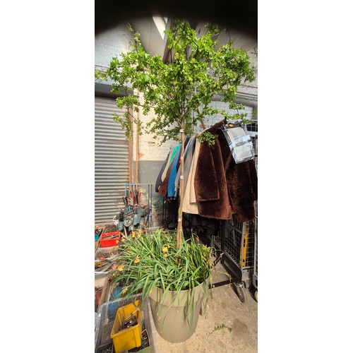 122 - A hawthorn tree in large planter - height approx 7 ft