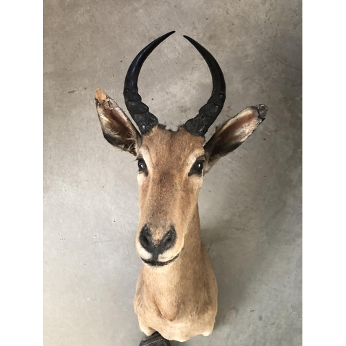 603 - African Impala Taxidermy Shoulder Mount (Appr. 65 x 25 x 30cm)