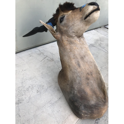 604 - African Eland Taxidermy Shoulder Mount (Appr. 98 x 75 x 50cm)