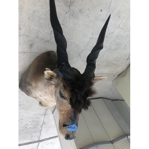 604 - African Eland Taxidermy Shoulder Mount (Appr. 98 x 75 x 50cm)