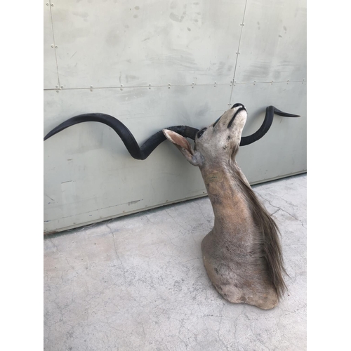 605 - African Kudu Taxidermy Shoulder Mount (Appr. 100 x 50 x 45cm)