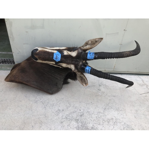 606 - African Sable Taxidermy Shoulder Mount (Appr. 85 x 55 x 50cm)