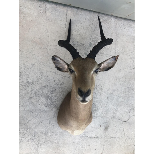 608 - African Impala Taxidermy Shoulder Mount (Appr. 55 x 60 x 27cm)