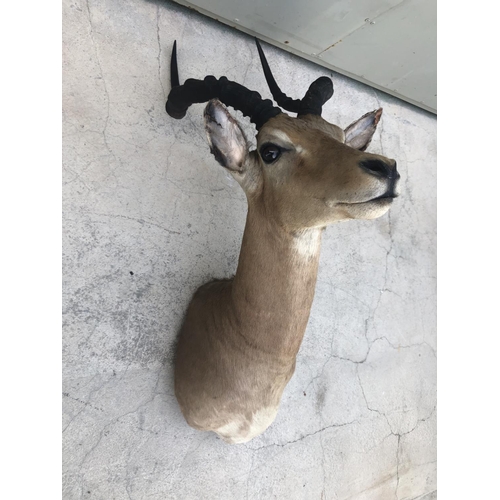 608 - African Impala Taxidermy Shoulder Mount (Appr. 55 x 60 x 27cm)