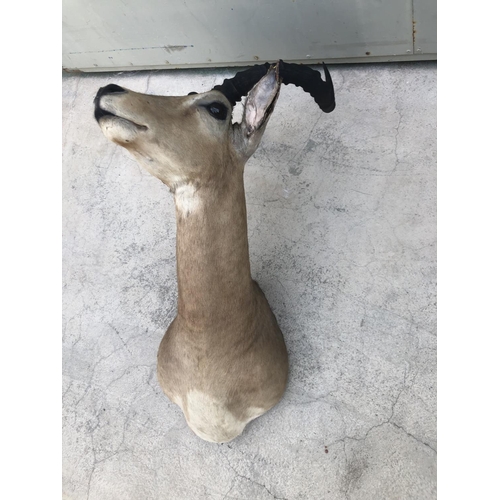 608 - African Impala Taxidermy Shoulder Mount (Appr. 55 x 60 x 27cm)