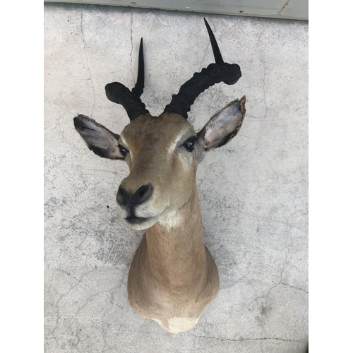 608 - African Impala Taxidermy Shoulder Mount (Appr. 55 x 60 x 27cm)