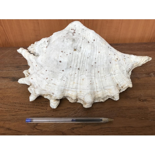 225 - Large Original Decorative Sea Shell