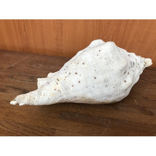 225 - Large Original Decorative Sea Shell