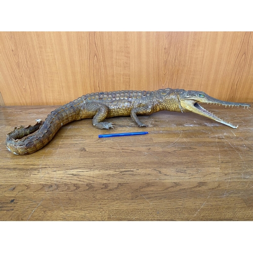 181 - Antique 19th Century Large Stuffed Crocodile Figure (64cm L.)