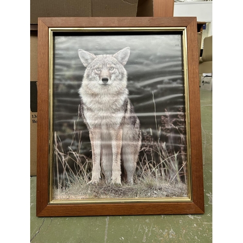 148 - Wolf Framed Poster (47 x 57cm)