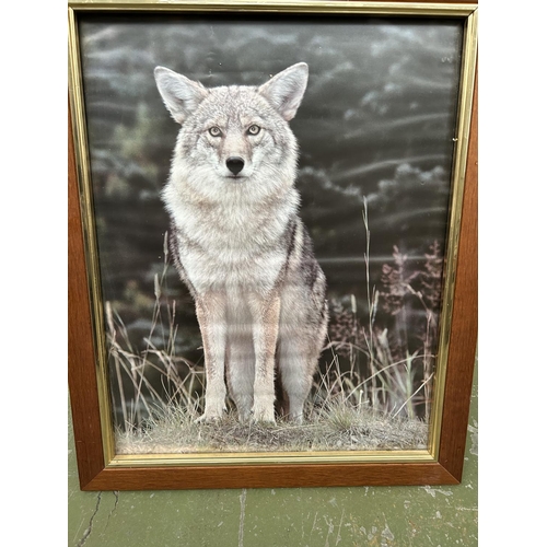 148 - Wolf Framed Poster (47 x 57cm)