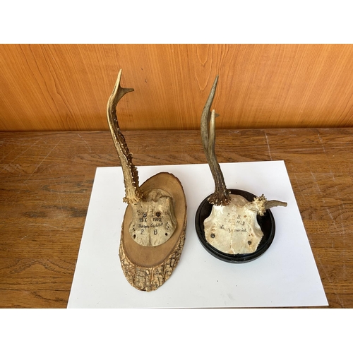 526 - Antique Dated 19.03.1923 Antler Deer Horns