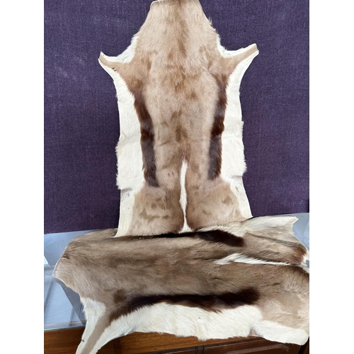 596 - x2 Original Springbok Deer Skin For Home Decoration