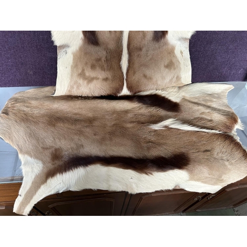 596 - x2 Original Springbok Deer Skin For Home Decoration