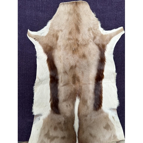 596 - x2 Original Springbok Deer Skin For Home Decoration