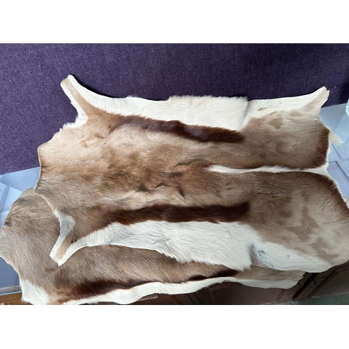 596 - x2 Original Springbok Deer Skin For Home Decoration