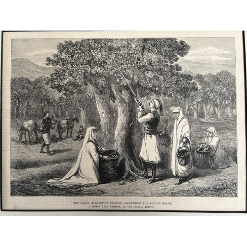 625 - Antique 1878 Cyprus Gravure of Carob Harvest