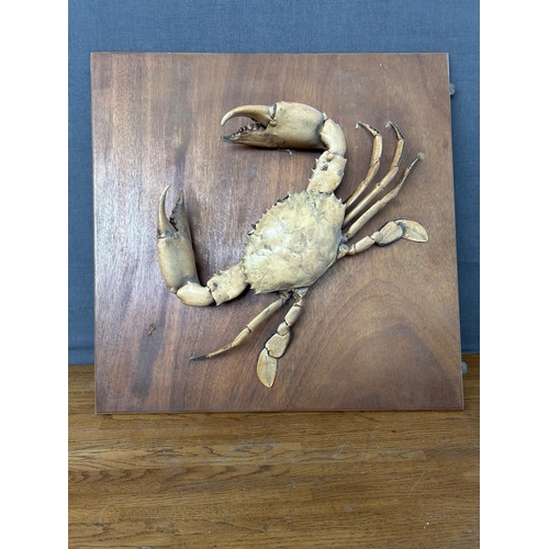 128 - Crab Scylla Serrate) Taxidermy Mounted on Wooden Base Wall Decoration