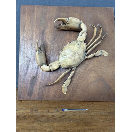 128 - Crab Scylla Serrate) Taxidermy Mounted on Wooden Base Wall Decoration