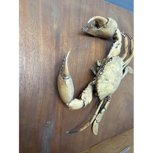 128 - Crab Scylla Serrate) Taxidermy Mounted on Wooden Base Wall Decoration