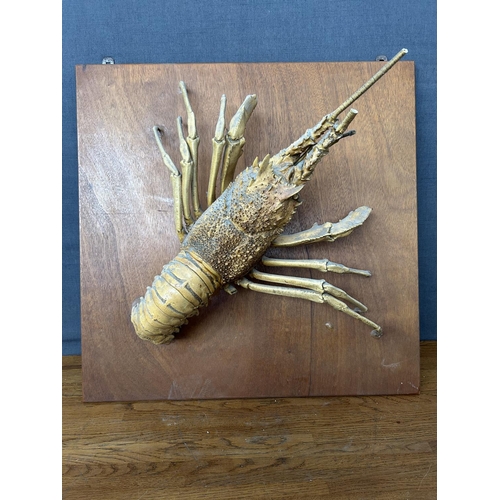 129 - Lobster Taxidermy Mounted on Wooden Base Wall Decoration