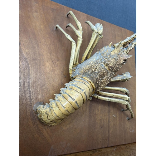 129 - Lobster Taxidermy Mounted on Wooden Base Wall Decoration