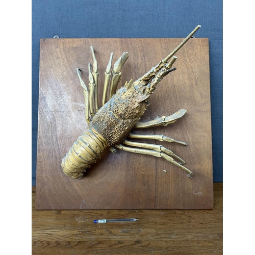 129 - Lobster Taxidermy Mounted on Wooden Base Wall Decoration