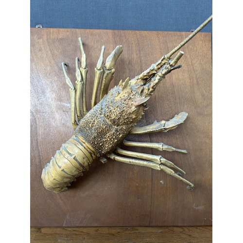 129 - Lobster Taxidermy Mounted on Wooden Base Wall Decoration