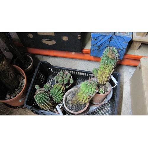 184 - Small selection of cacti