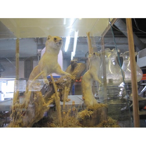 247 - 2 taxidermy stoats in naturistic setting, in glass case (case A/F) 15