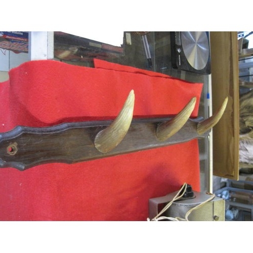 263 - A set of small horns mounted as a coat rack