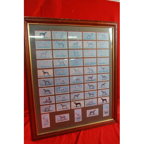 282 - A framed set of Player's cigarette cards - Dogs - framed & glazed front and reverse so the card back... 