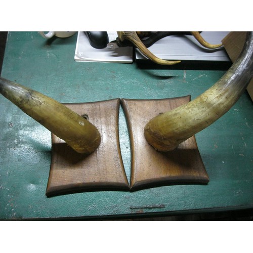 221A - A pair of horns mounted on wooden plaques