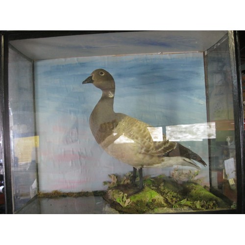 332 - A Victorian taxidermy Pale Bellied Brent Goose in a glass case, in naturistic setting and in good or... 